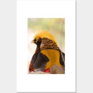 31115 Chinese Golden Pheasant Posters and Art